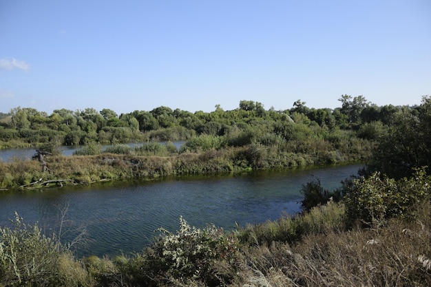 Il fiume scorre attraverso la foresta verde