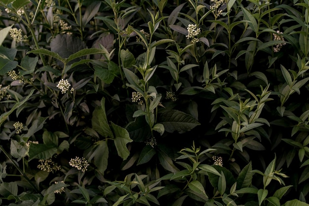 Il floreale scuro astratto lascia il giardino naturale dell'eco del fondo