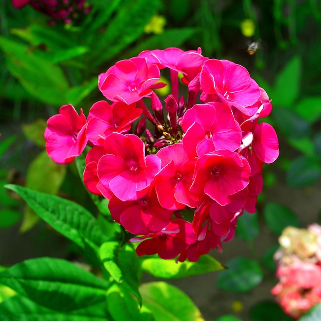 Il flox rosa fiorisce nel giardino su un fondo del prato inglese. Estate, natura