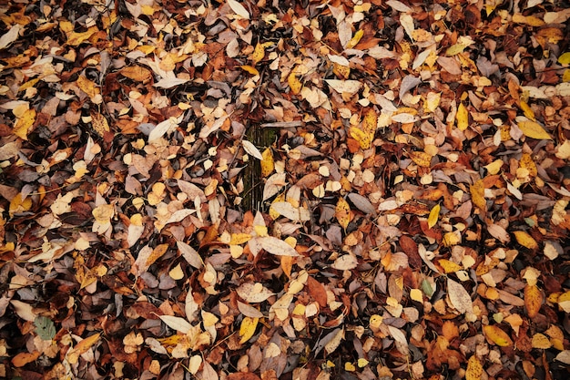 Il fogliame autunnale caduto giace a terra.