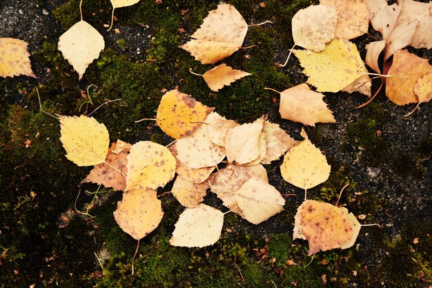 Il fogliame autunnale caduto giace a terra.