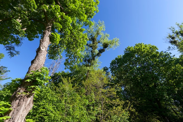 Il fogliame degli alberi è illuminato dalla luce solare intensa, alberi con fogliame verde in estate