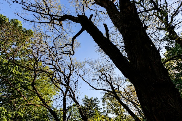 Il fogliame degli alberi è illuminato dalla luce solare intensa, alberi con fogliame verde in estate