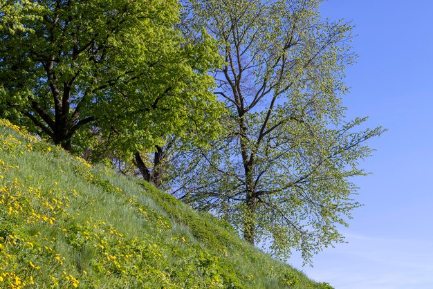 Il fogliame giovane dell'albero di acero nella stagione primaverile