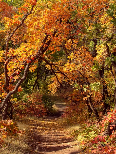 Il fogliame rosso della foresta autunnale lascia il sentiero delle foglie cremisi nel paesaggio del parco