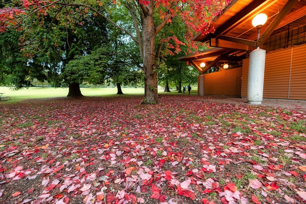 Il fogliame secco dell'acero rosso cade sul pavimento in giardino in autunno