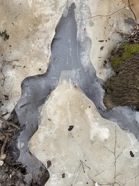 Il fogliame sottile e trasparente su una pozzanghera nel parco in un giorno d'inverno attraverso il ghiaccio