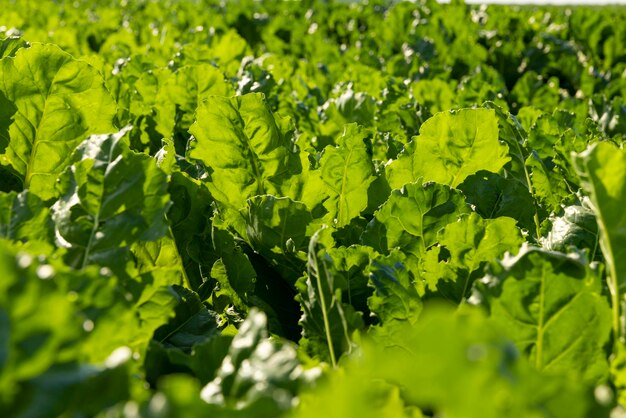 Il fogliame verde della barbabietola da zucchero dolce