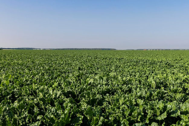 Il fogliame verde della barbabietola da zucchero dolce