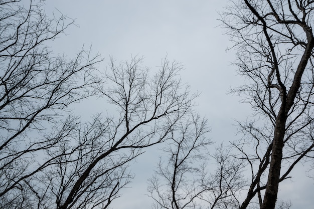 Il fondo dei rami di albero secchi che muore con il cielo