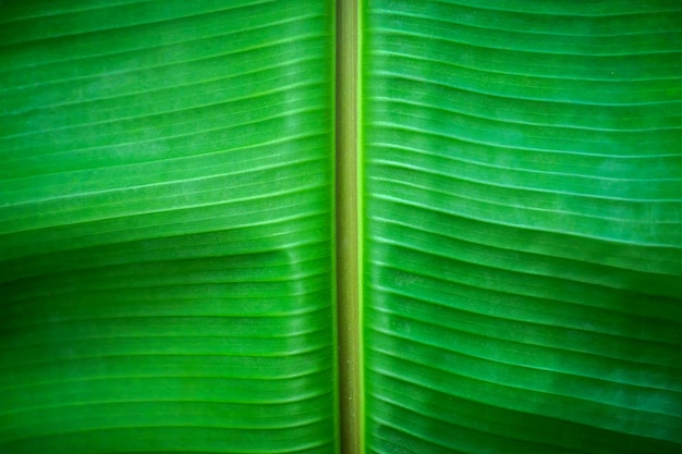 Il fondo del primo piano della foglia verde della banana ci usa lo spazio per la progettazione dello sfondo dell'immagine