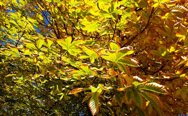 il fondo di autunno con un castagno con le foglie asciutte si chiude su