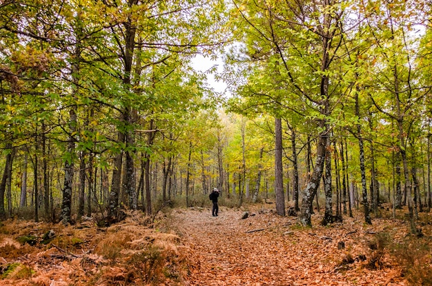 Il fotografo sta scattando una foto del paesaggio panoramico dell'autunno