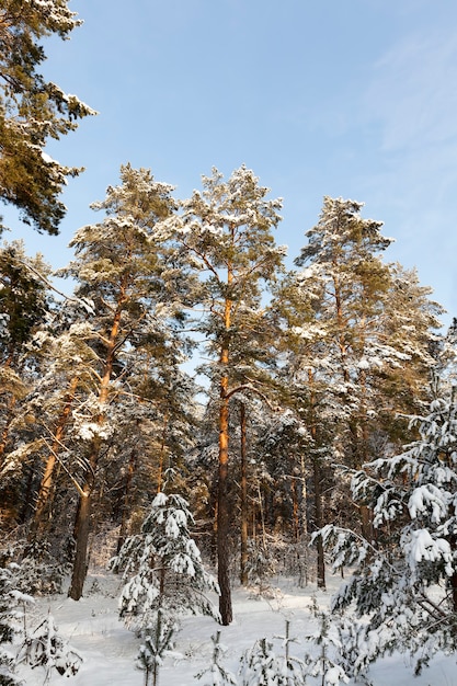 Il freddo inverno nel parco o nella foresta con gelate con pini e abeti rossi, conifere nella stagione invernale