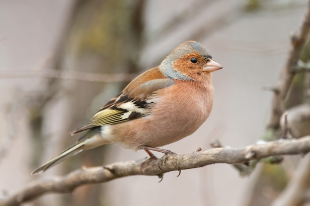 Il fringuello comune, Fringilla coelebs, è nella natura selvaggia.