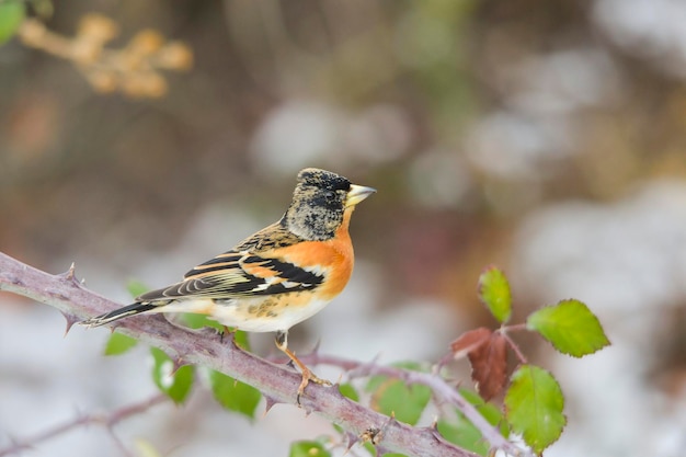 Il fringuello reale è una specie di uccello passeriforme della famiglia Fringillidae