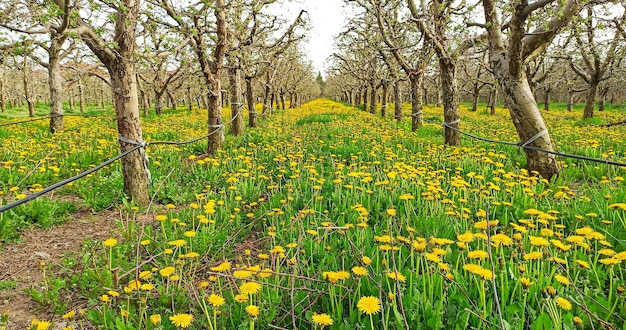 Il frutteto di mele in primavera