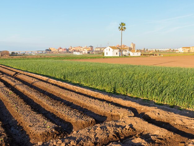 Il frutteto di Valencia è unico in Europa