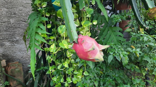 Il frutto del drago sull'albero che ha iniziato a diventare rosso 03