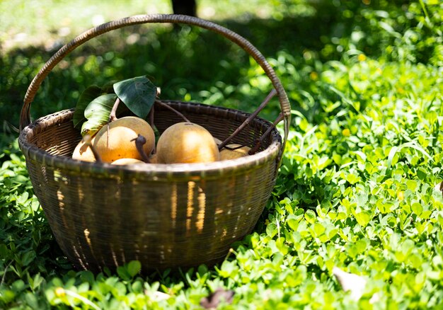 Il frutto del santol su un cesto è posto in giardino come sfondo per la carta da parati nelle scene di frutta