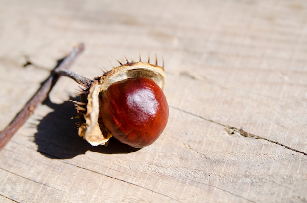 Il frutto della castagna selvatica cade dal guscio aperto sulla tavola di legno. Avvicinamento