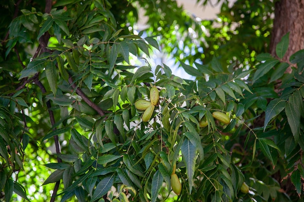 Il frutto è noci pecan su un albero in fogliame verde