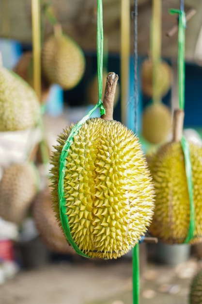 Il frutto locale del durian viene appeso sul ciglio della strada con corde di rafia