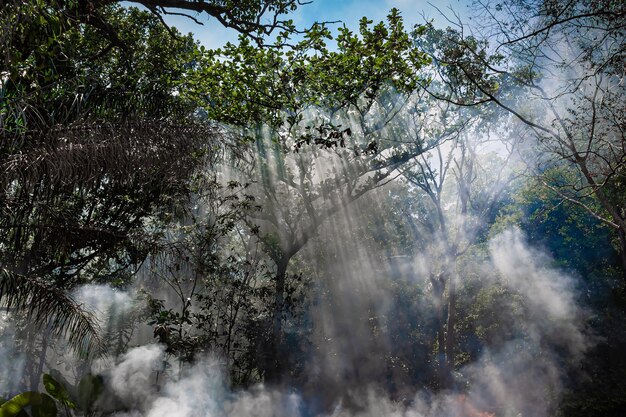 Il fumo del fuoco nella giungla I raggi del sole si fanno strada tra gli alberi