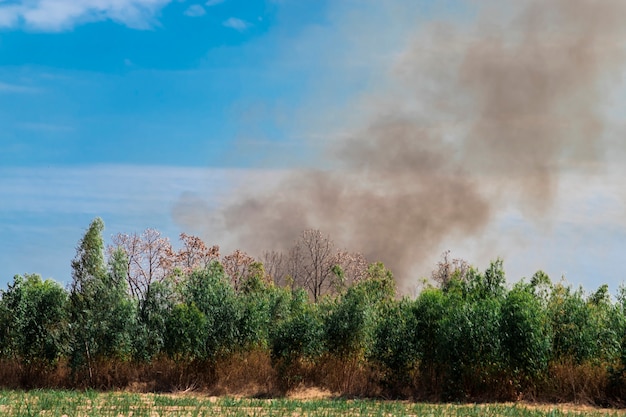 Il fumo grigio degli incendi boschivi e del fumo si stava alzando nel cielo.