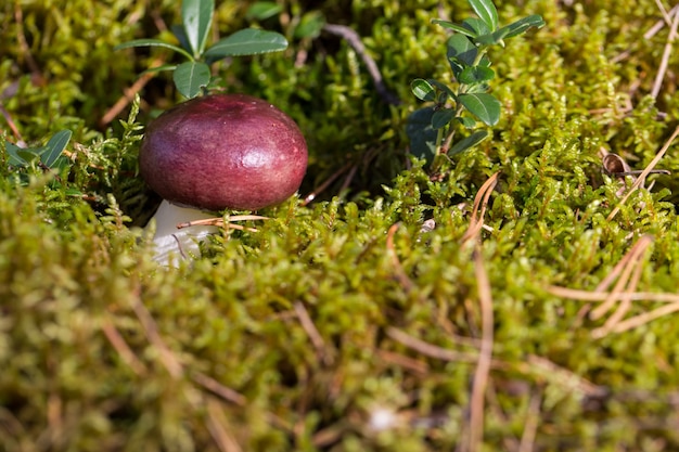 Il fungo cresce nel muschio nella foresta