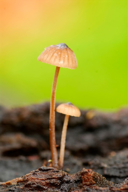 Il fungo Mycena sp. cresce su legno morto