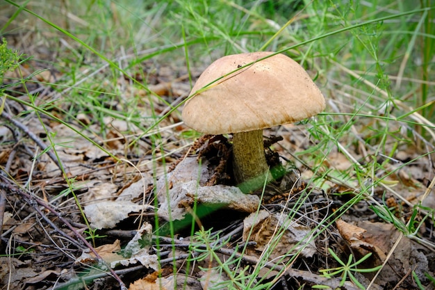 Il fungo podberezovik nella foresta esce da sotto il fogliame