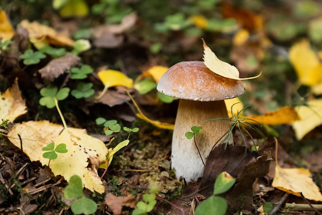 Il fungo porcino con foglia di betulla gialla sul cappuccio cresce nella foresta autunnale