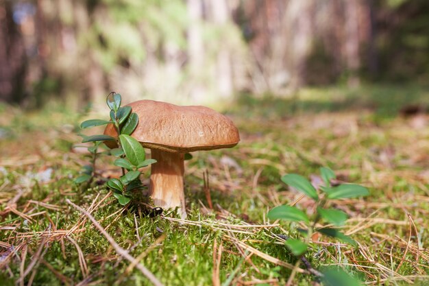 Il fungo sveglio sta crescendo nell'erba nella foresta.