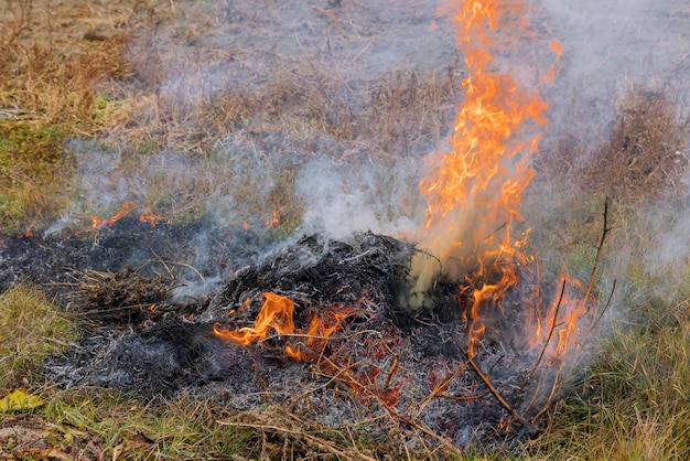 Il fuoco ardente del fumo di erba secca proveniente dalle foglie in fiamme bruciate è dannoso