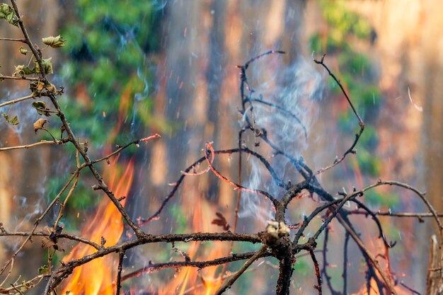 Il fuoco brucia i rami della pianta