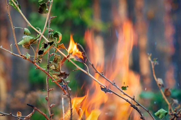 Il fuoco in natura le foglie verdi vengono distrutte dal fuoco