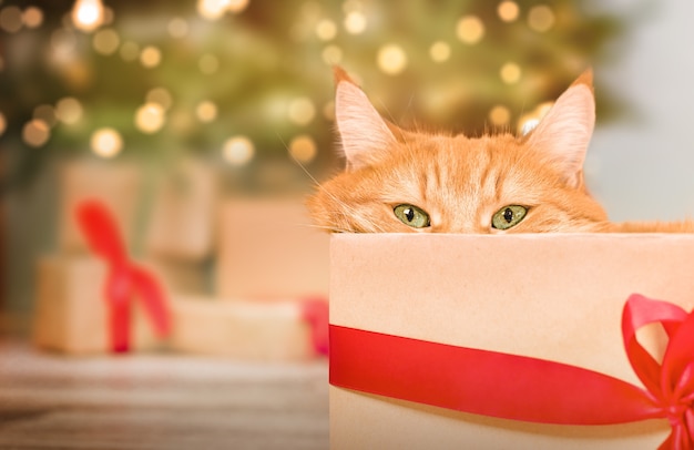Il furbo gatto zenzero fa capolino da una confezione regalo sullo sfondo di un albero di Natale