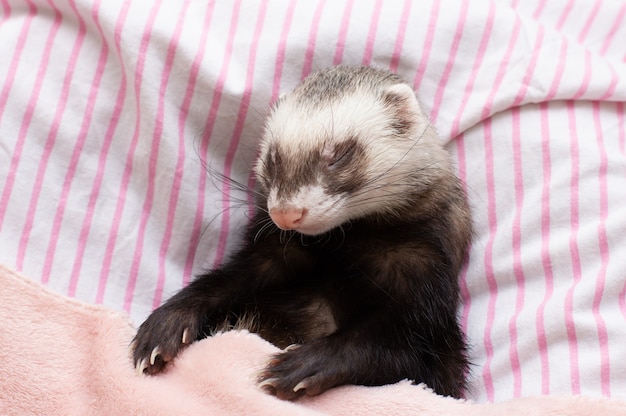 Il furetto dorme sul letto