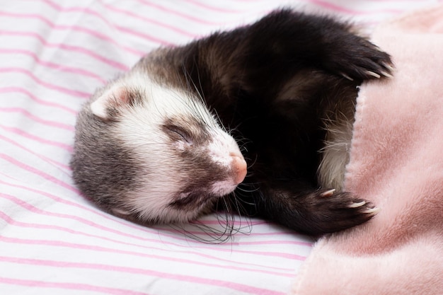 Il furetto dorme sul letto