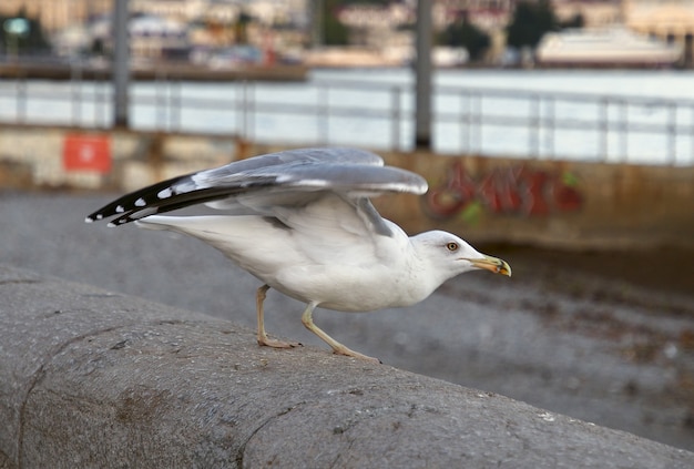 Il gabbiano decolla da vicino