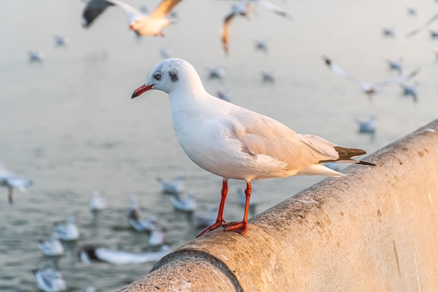 Il gabbiano è in piedi sul bordo del ponte