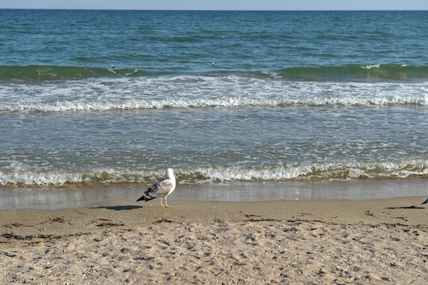 Il gabbiano è in piedi sulla costa del Mar Nero, in Ucraina.