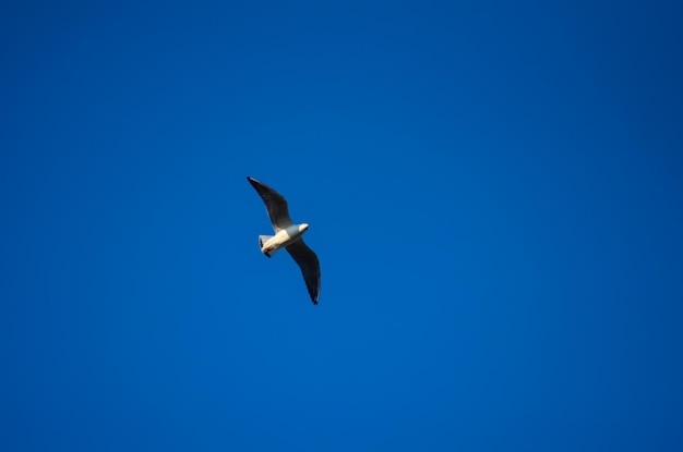 Il gabbiano ha volato attraverso le distese di cielo blu