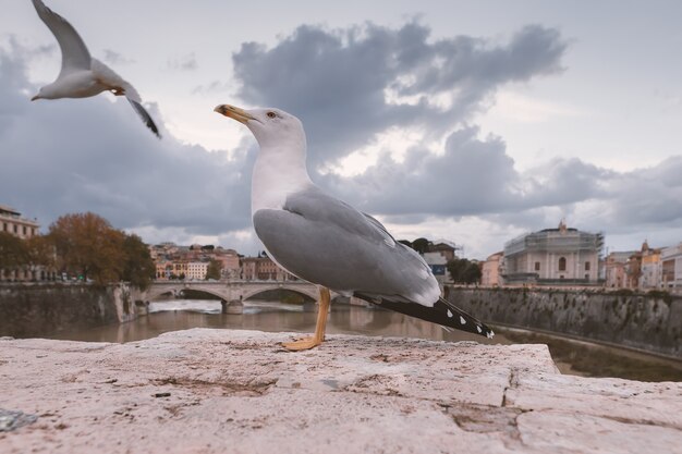 Il gabbiano reale europeo siede sull'argine del fiume Tevere a Roma Italia