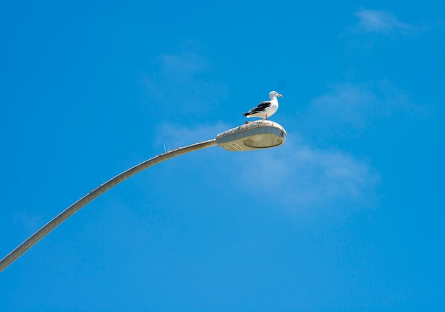 Il gabbiano riposa sulla cima di un lampione