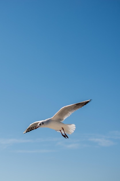 Il gabbiano sta volando nel cielo sopra le acque del mare