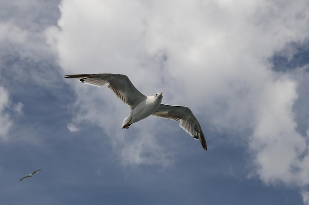 Il gabbiano sta volando