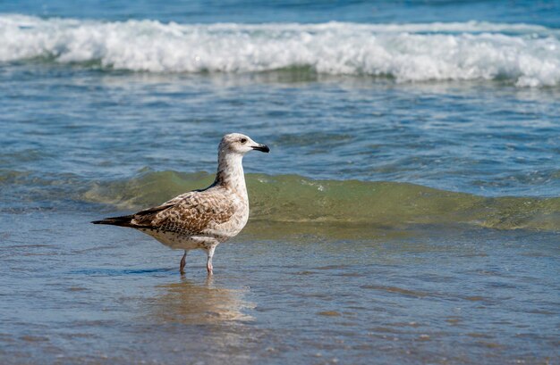 Il gabbiano sulla spiaggia