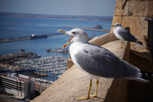 Il gabbiano urla sul bordo della fortezza vicino alla città di mare.